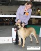 Toulouse  op show, 1 Uitmuntend CAC-CACIB, mooi voorgebracht door Cindy