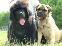 Toulouse met Moke allebei puppy