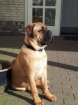 Amaretto Sunrise (Chuck) 5 en een halve maand  zoon van Springer x Jiggiwi