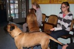 Springer en Troya voor de  echo bij de dierenarts