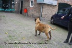 Op naar de dierenarts voor een echo,  spannend....