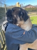 Hondo een echte knuffelkont