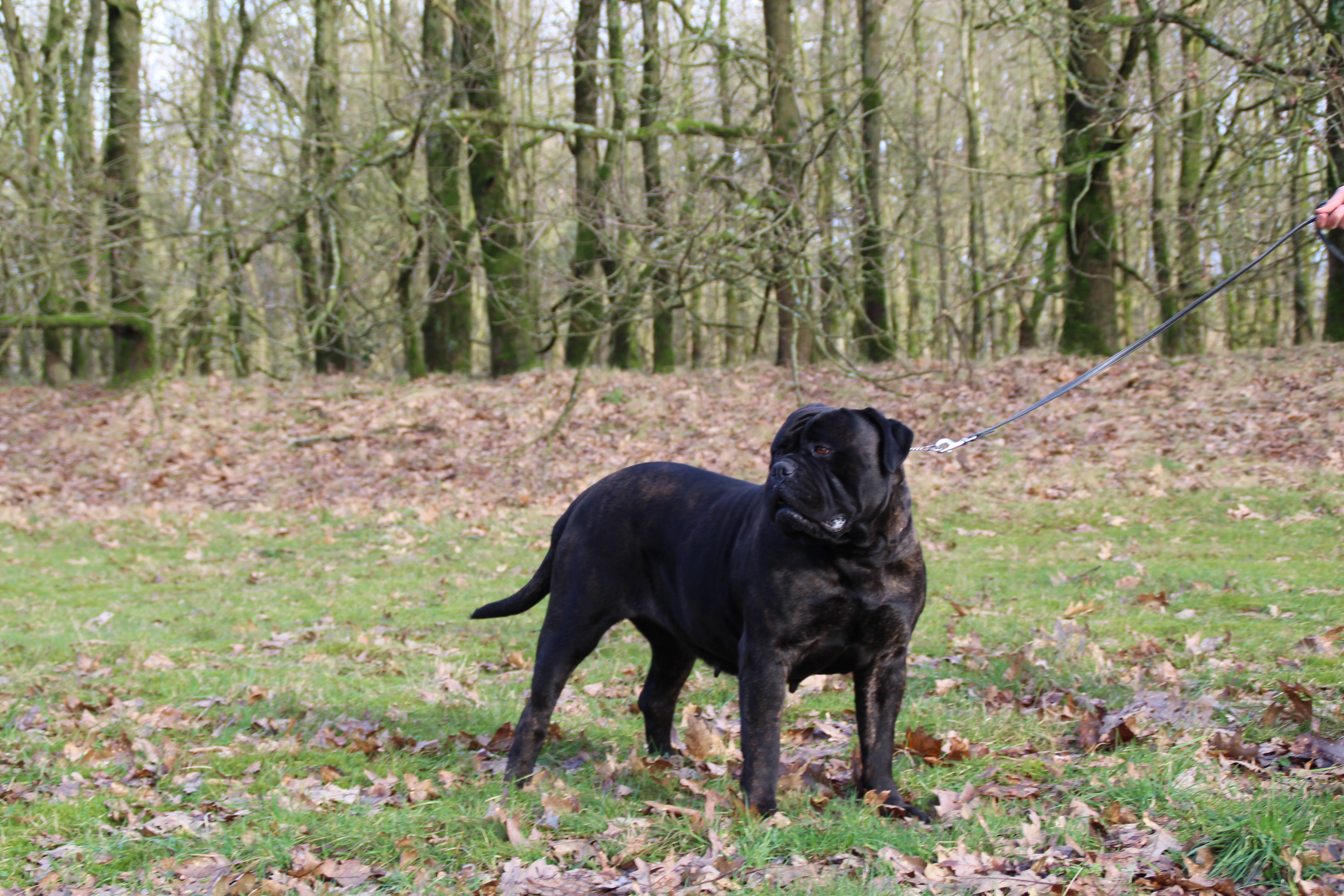 Tina hopelijk krijgt ze rond 1 april 2024 pups