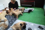 Djamie met de puppy\'s...