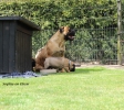 Sophie lekker met de pups op het weitje...