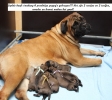 6 puppy\'s geboren! 20-5-2022 3 reutjes en 3 teefjes!