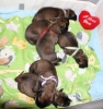 De 4de dag, het gaat goed met de puppy\'s....