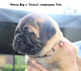 "Percy Big v. Tiroca"Trix (rose)