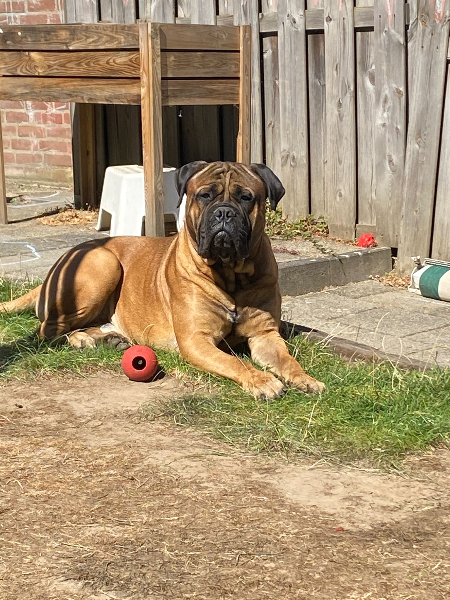 Dit is Chouffe ,een volle broer uit het vorige nestje van Sophie, 16 maanden.