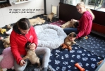 staigeres met de pups