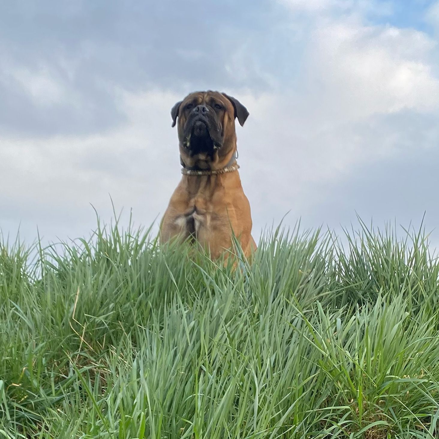 Chouffe , 1 jaar... zoon van Sophie