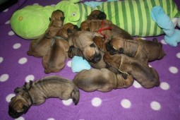 wat een hoop puppy's!