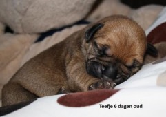 puppy's 6 dagen oud lief..♥♥♥