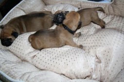 Toulouse haar puppy's   14 dagen oud