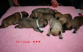 7 meisjes..