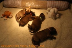 De puppy's hier 8 dagen oud