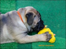 teefje oranje