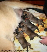 De pups hier 4 dagen oud.