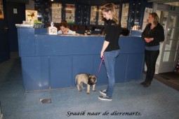 bij de dierenarts