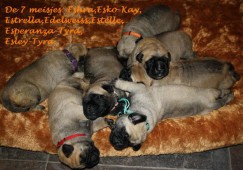 De 7 meisjes: Eshra,Esko-Kay,<BR>Estrella,Edelweiss,Estelle, Esperanza -Tyra,Esley-Tyra.