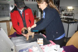 Vandaag de dierenarts geweest en allemaal in orde!