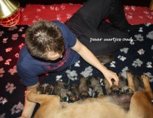 bart legt de puppy's aan...