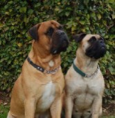 Ouders van de moeder van de pups