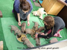 De pups voor de eerste keer  geweekte starter brokjes...