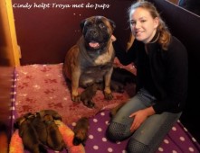 Cindy ( Staigere) helpt Troya bij de puppy's.