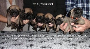 De namen van de pups: thema Star Wars :))