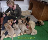 Lekker spelen met de puppy's!