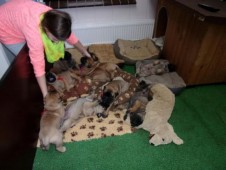 Janou met de puppy's..