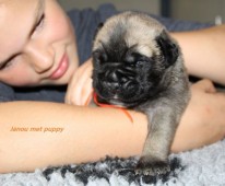 De puppy's nu 2 weken oud...