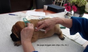 Vandaag krijgen de pups een Chip...