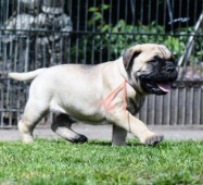 Teefje oranje