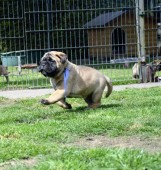 Bob zet een sprint in !