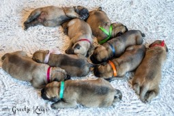 1 is buiten beeld... 10 puppy's...